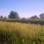 Flowers by my house