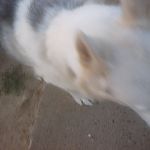 Jack