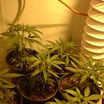 christmas tree clones