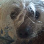 groggy doggy