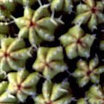 weird cactus