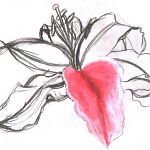 lilly3