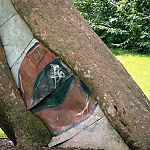 eye tree