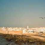 1 seagul