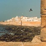 3Seaguls and the magic mystery continues..