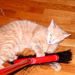 Kitty with Broom