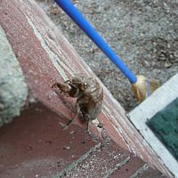 A Cicada shell on my front door, I named it Norm..Even though it