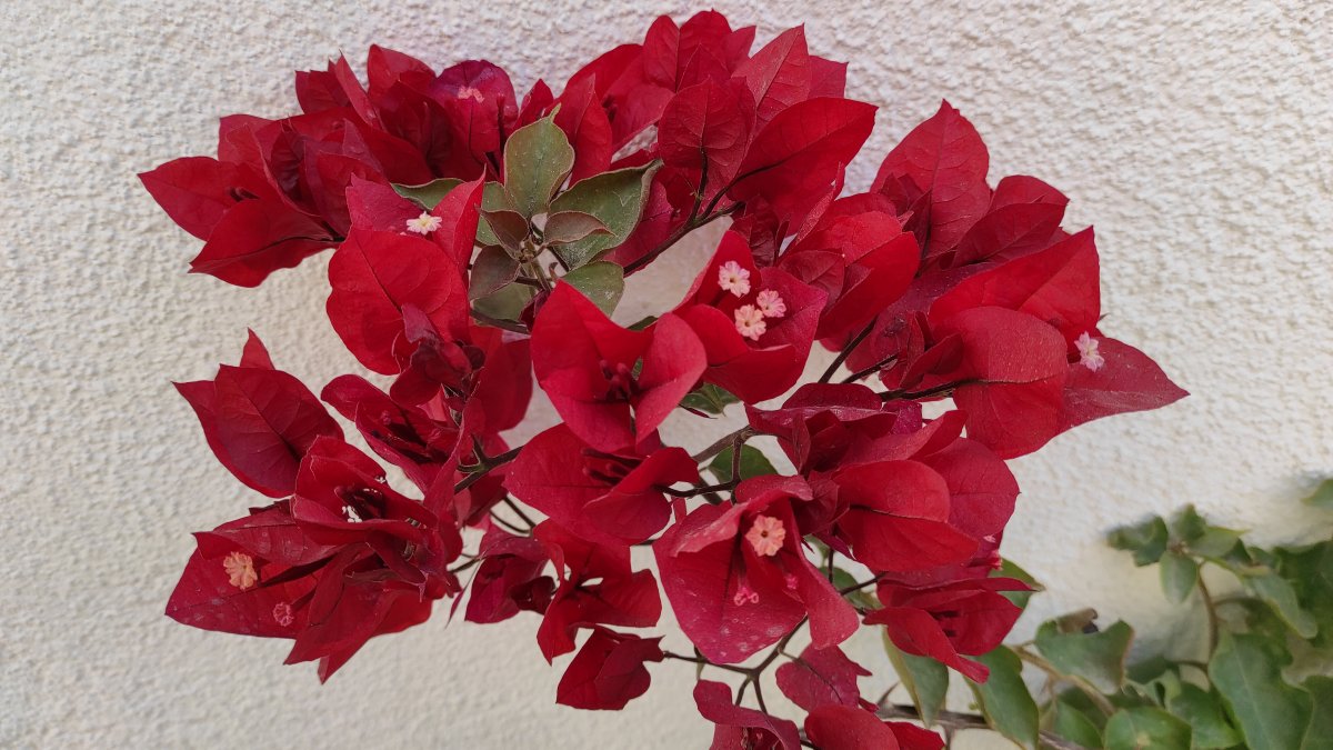 Baby bougainvillea's first blooms!