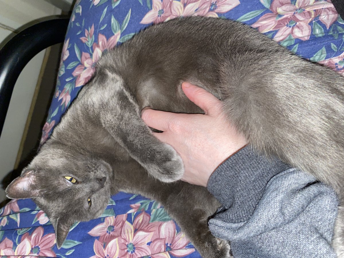 Gizmo playing with my hands