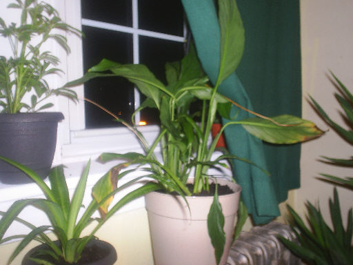 my plants