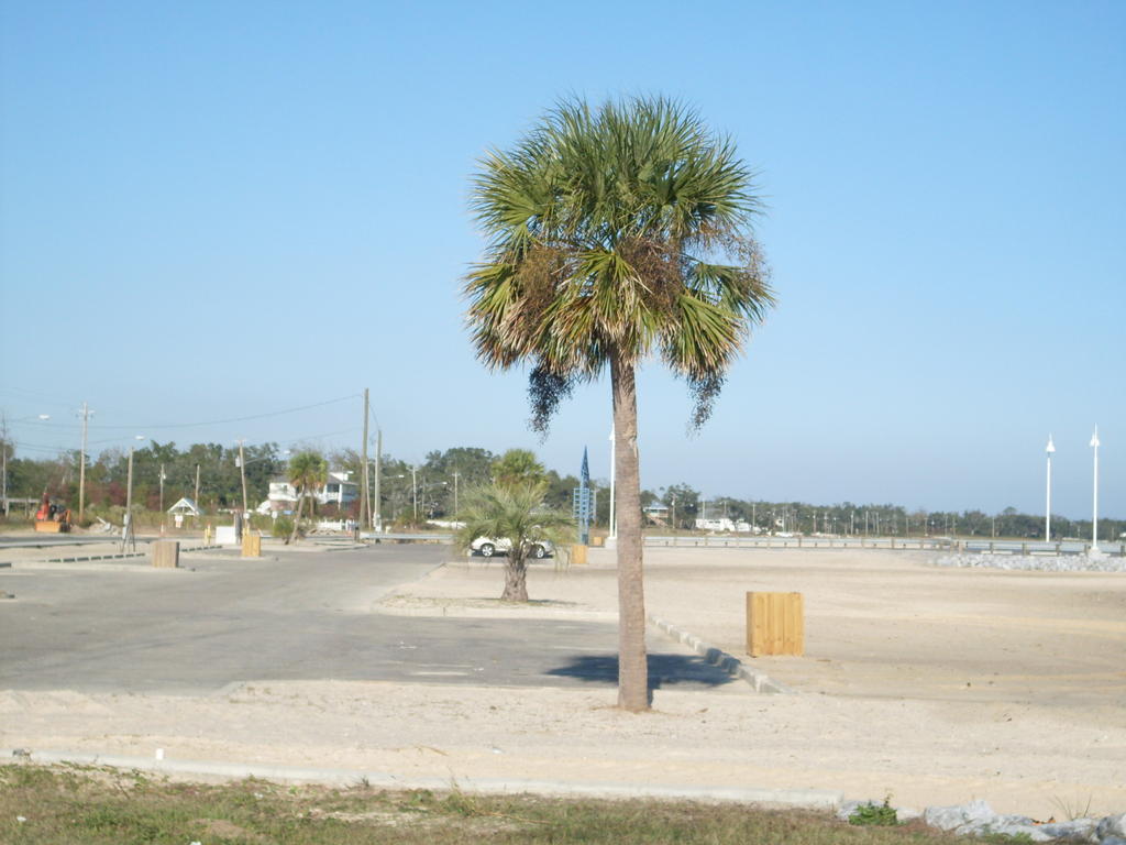 Palm tree