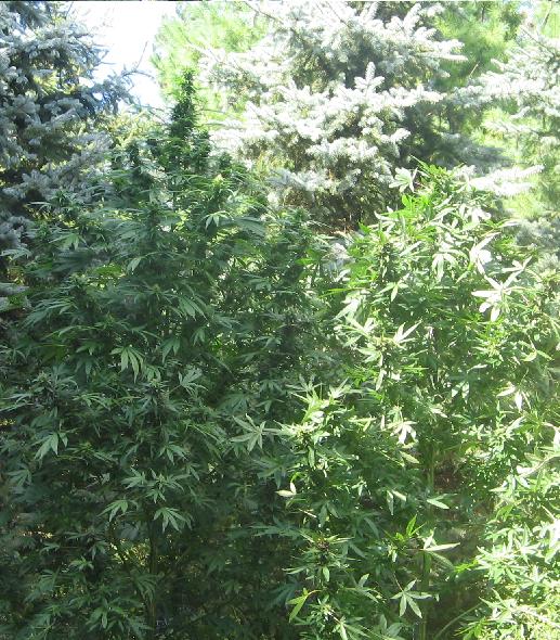 some sexy looking ladies