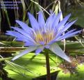 The blue lilly of the Nile
